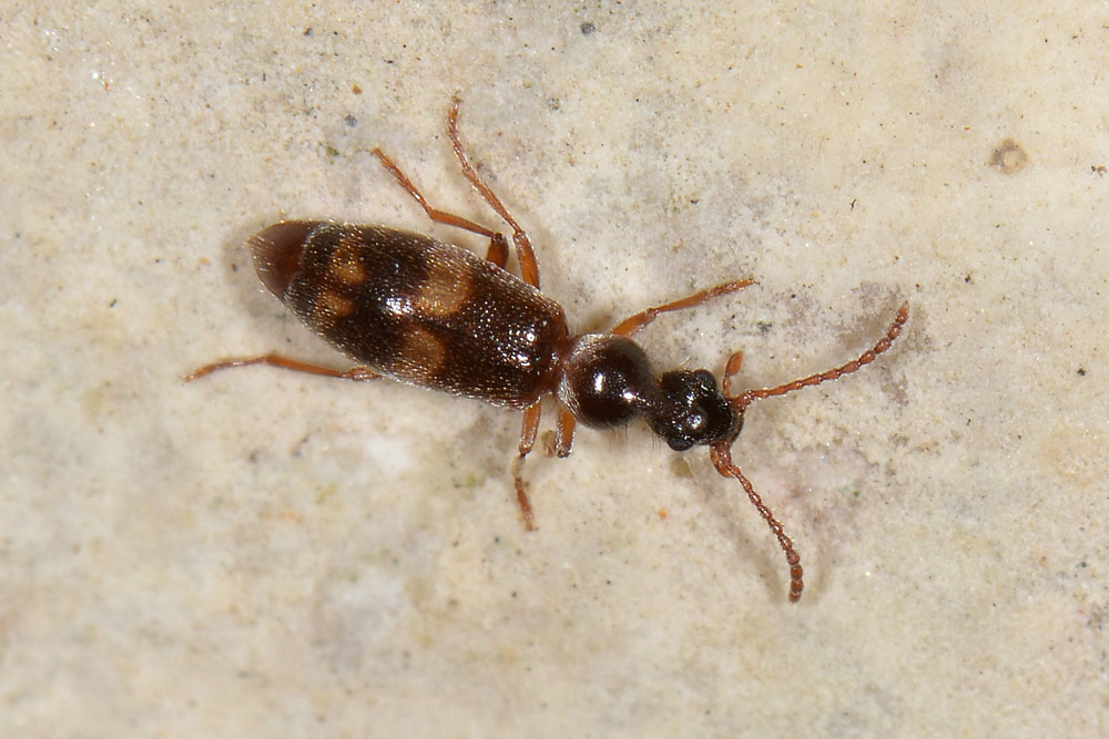 Anthicidae: Notoxus miles italicus